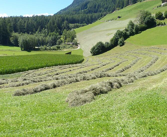 A giugno l'erba viene tagliata per la prima volta. Qui, famiglia, parenti e amici aiutano a portare l'erba secca nel fienile. 