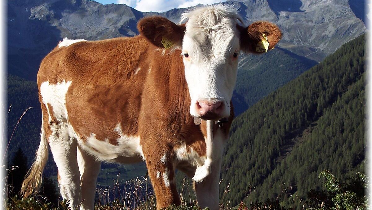 Le nostre mucche e i nostri vitelli nella nostra malga