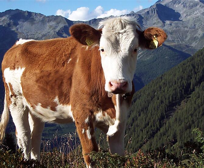 Le nostre mucche e i nostri vitelli nella nostra malga
