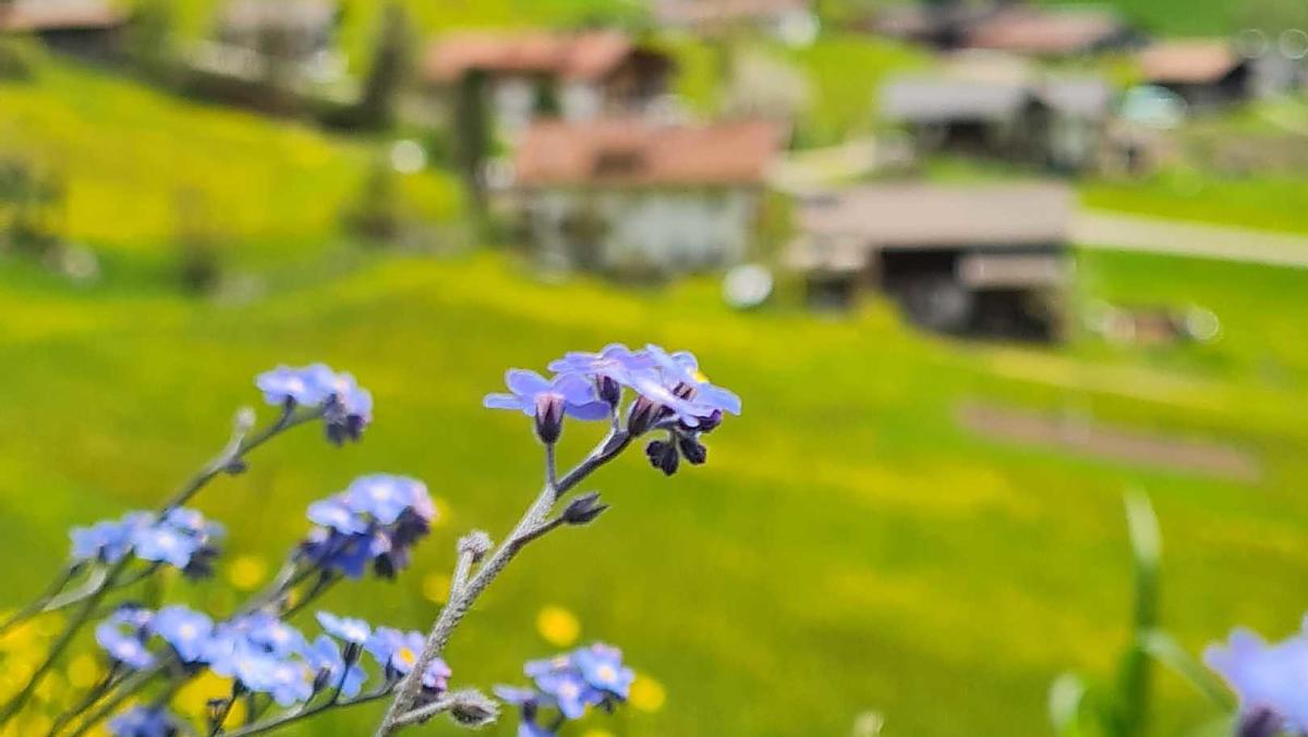 I nontiscordardime punteggiano i campi di primavera di un blu vibrante. 