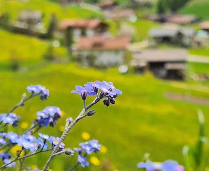 I nontiscordardime punteggiano i campi di primavera di un blu vibrante. 