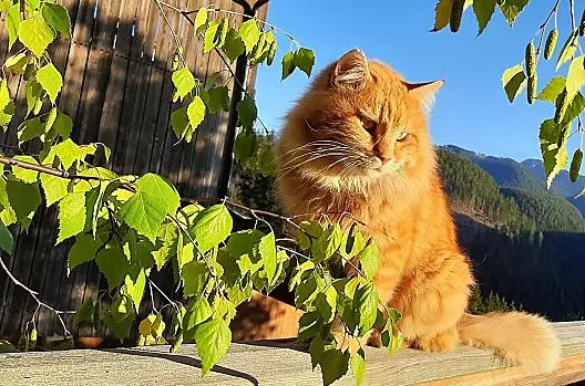 Wolle, il nostro gatto preferito