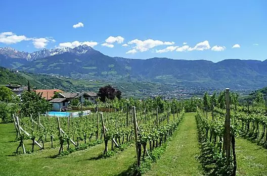 Il nostro vigneto di Pinot Nero, direttamente di fronte alla casa con una vista mozzafiato.