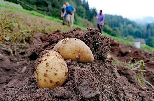 Patate fresche di campo