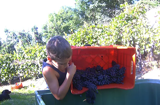 Durante la vendemmia