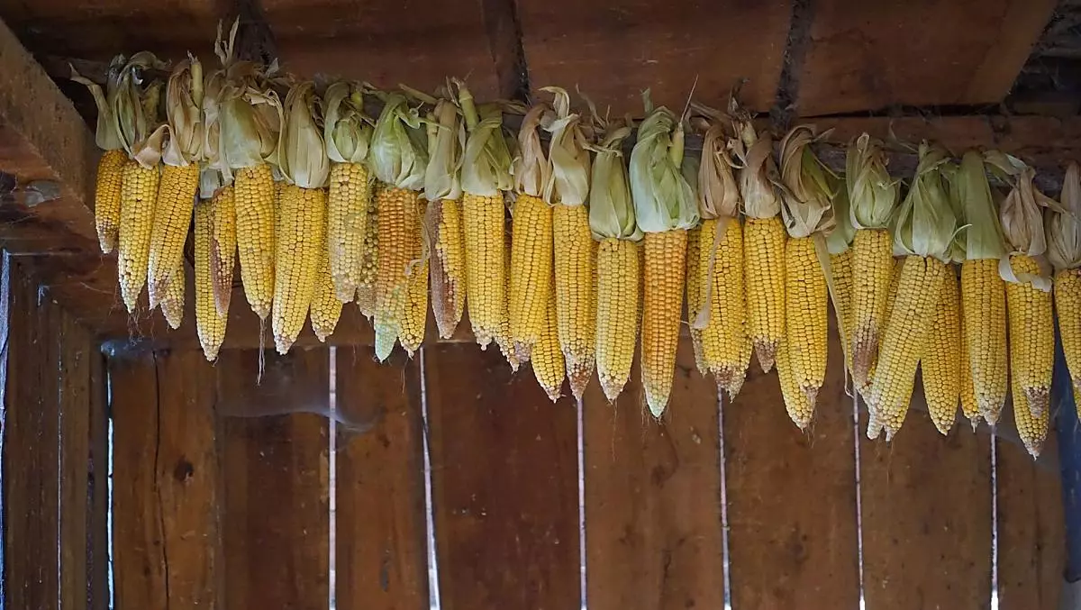 Il mais viene coltivato ogni anno. In autunno, le pannocchie di mais vengono essiccate. 