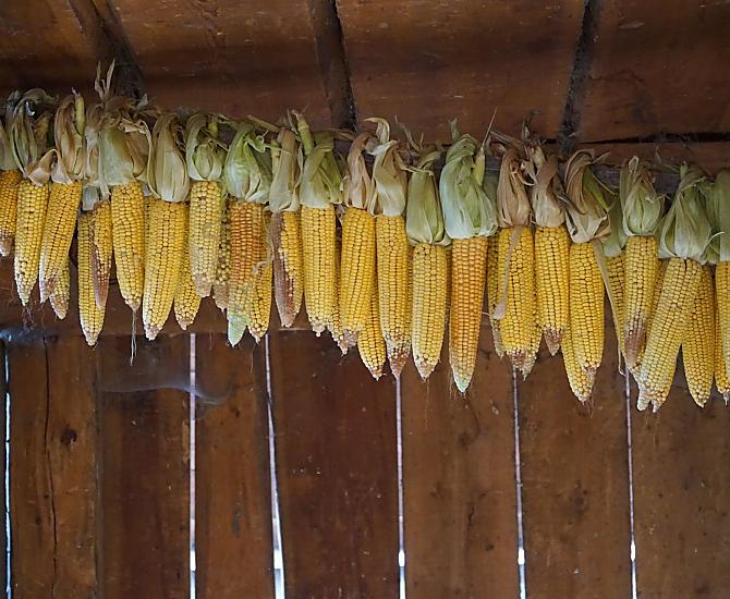 Il mais viene coltivato ogni anno. In autunno, le pannocchie di mais vengono essiccate. 