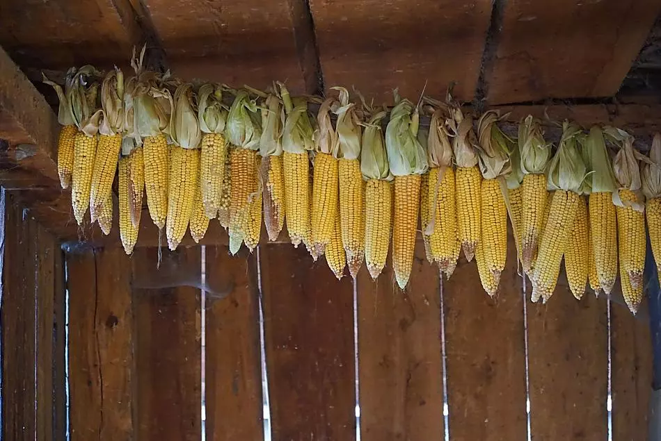 Il mais viene coltivato ogni anno. In autunno, le pannocchie di mais vengono essiccate. 