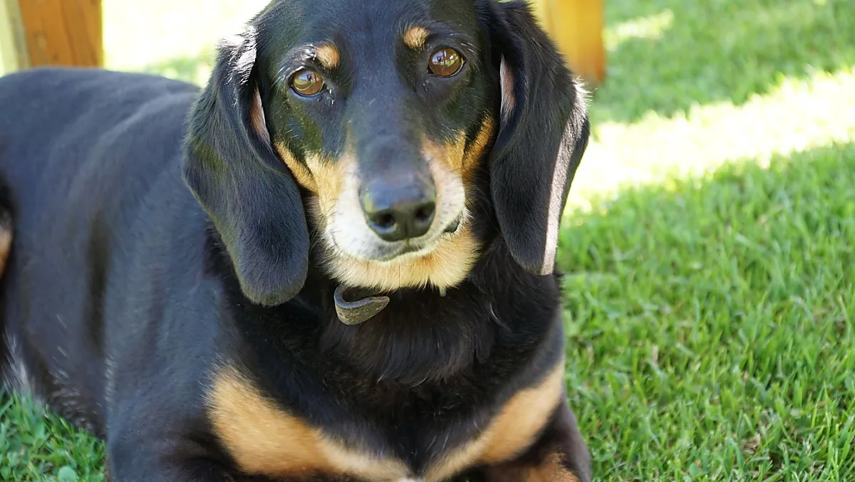 Il nostro cane, la strega.