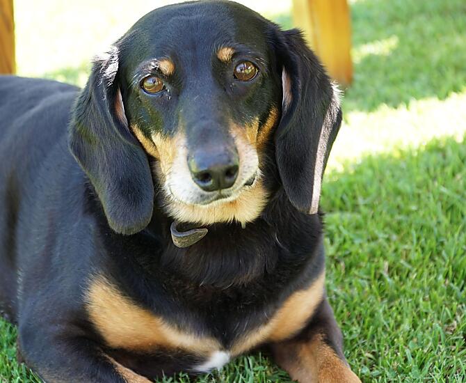 Il nostro cane, la strega.