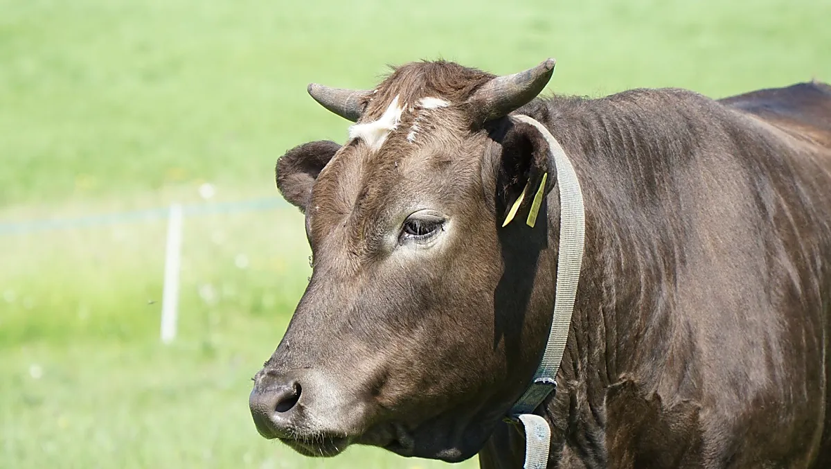 Akiro