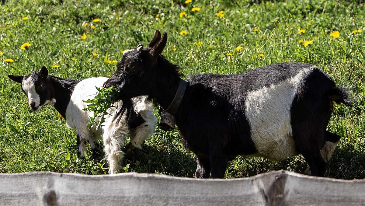 La nostra capra nana Glöckchen con Frieda, il suo cucciolo! Entrambi apprezzano visibilmente l'erba fresca. 