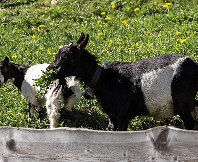 La nostra capra nana Glöckchen con Frieda, il suo cucciolo! Entrambi apprezzano visibilmente l'erba fresca. 