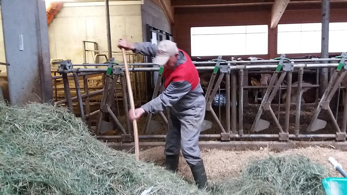 Il vecchio contadino David dà da mangiare alle mucche