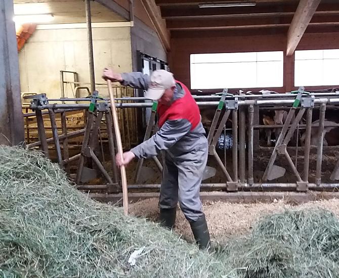 Il vecchio contadino David dà da mangiare alle mucche