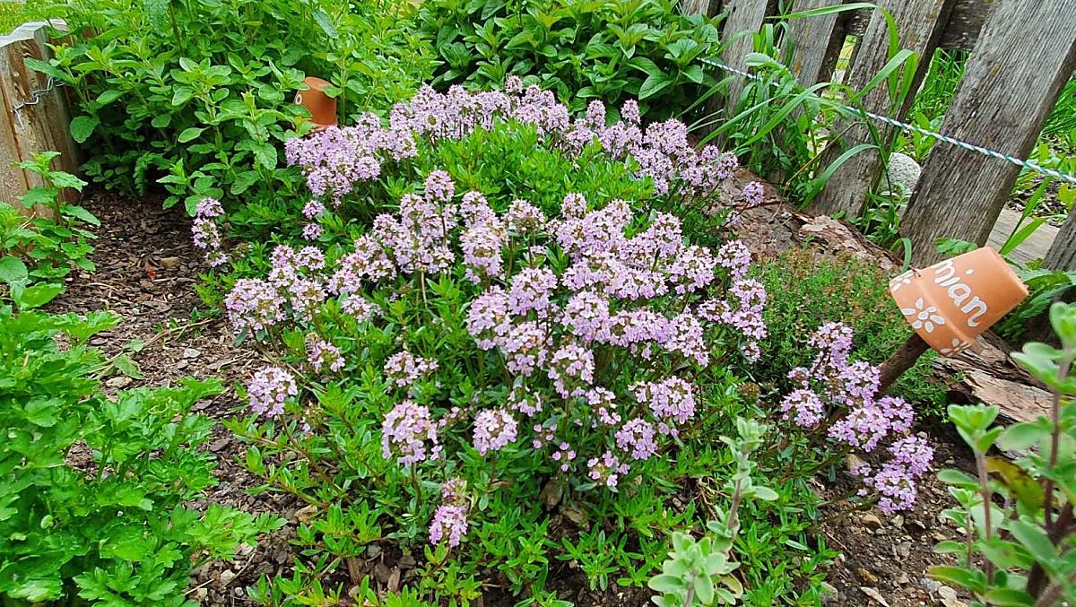 Giardino delle erbe aromatiche con timo, prezzemolo, origano e menta
