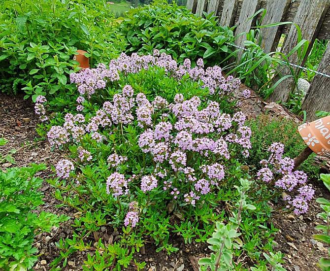 Giardino delle erbe aromatiche con timo, prezzemolo, origano e menta