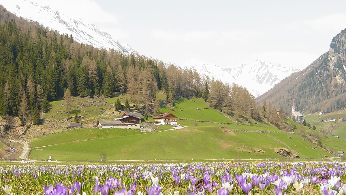 Crochi in primavera
