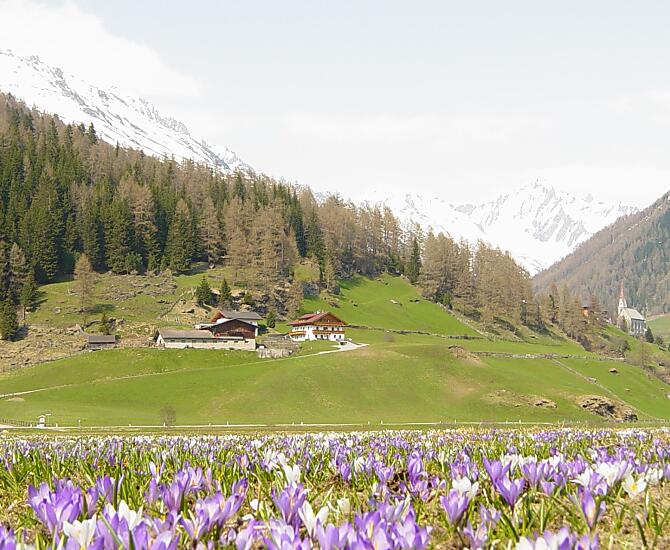 Crochi in primavera