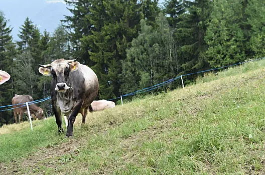 Gasserhof - Liste Photo