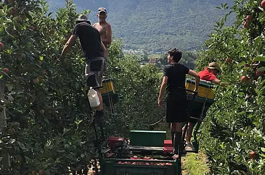 Il raccolto