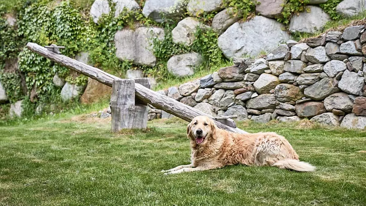 Akira, il cane del maso