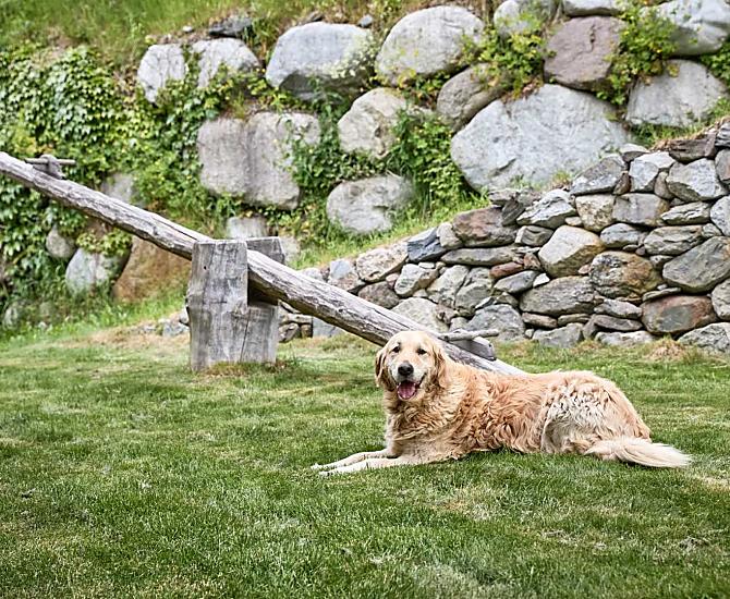 Akira, il cane del maso