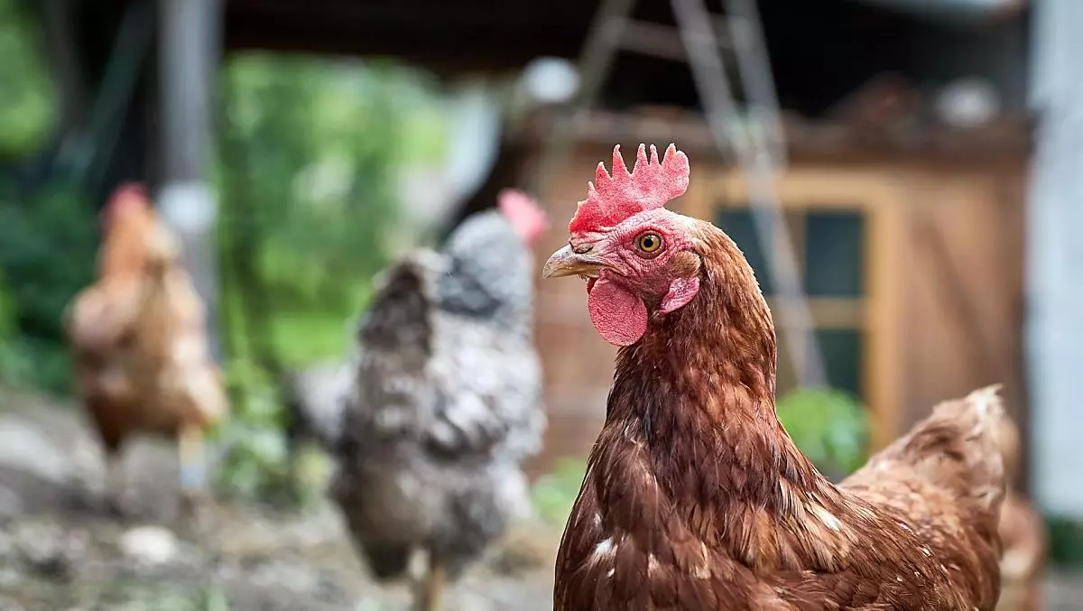 Gallina Frida