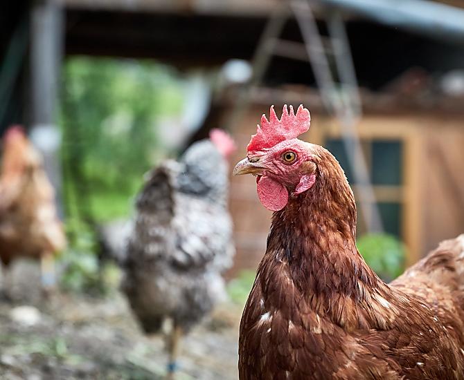 Gallina Frida