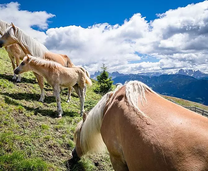 Cavalli avelignesi