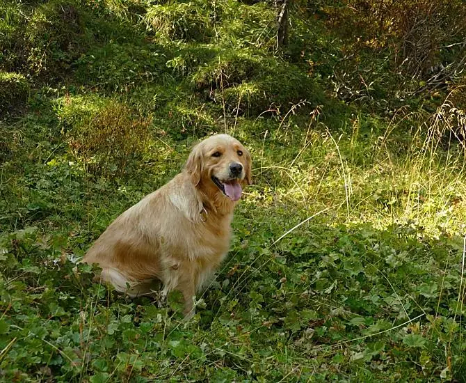Il nostro Goldi Hiskia