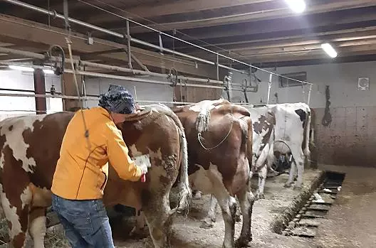 C'è molto da fare nella stalla: pulire le mucche, dar loro da mangiare e pulire la stalla.