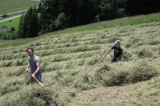 Molte braccia laboriose portano a termine la fienagione