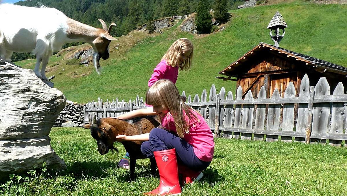 Molti animali vivono con noi nel maso: mucche, vitelli, galline, conigli, gatti, capre... 