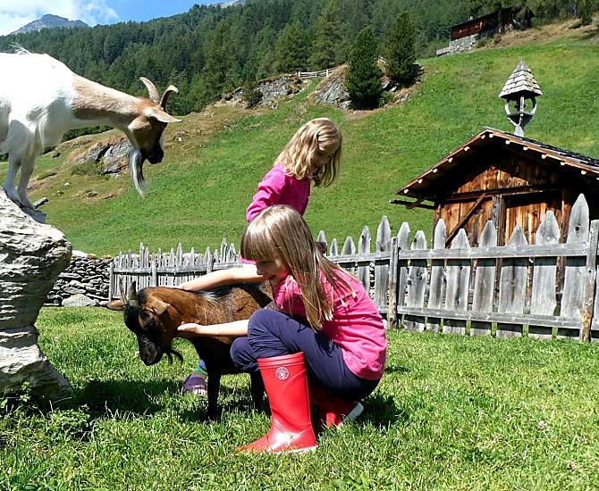Molti animali vivono con noi nel maso: mucche, vitelli, galline, conigli, gatti, capre... 