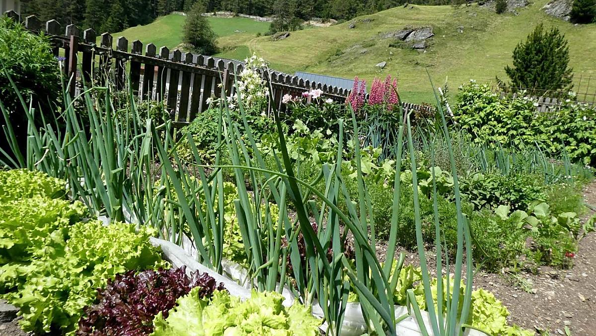 Fiori, erbe, verdure e bacche crescono nell'orto del nostro maso.