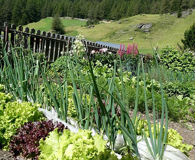 Fiori, erbe, verdure e bacche crescono nell'orto del nostro maso.