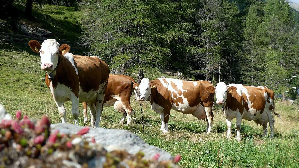 Ogni giorno, la sera, le nostre mucche tornano alla stalla per la mungitura.