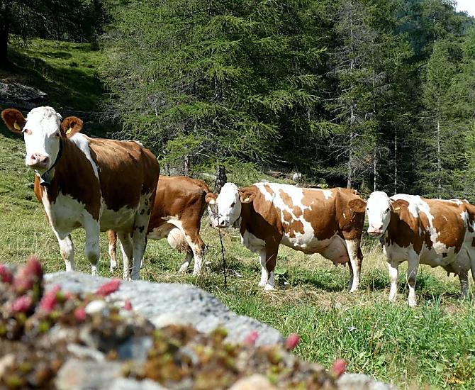 Ogni giorno, la sera, le nostre mucche tornano alla stalla per la mungitura.