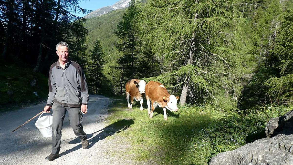 In primavera i giovani animali vengono portati alla Knuttenalm, dove trascorrono l'estate.