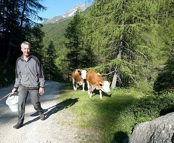 In primavera i giovani animali vengono portati alla Knuttenalm, dove trascorrono l'estate.