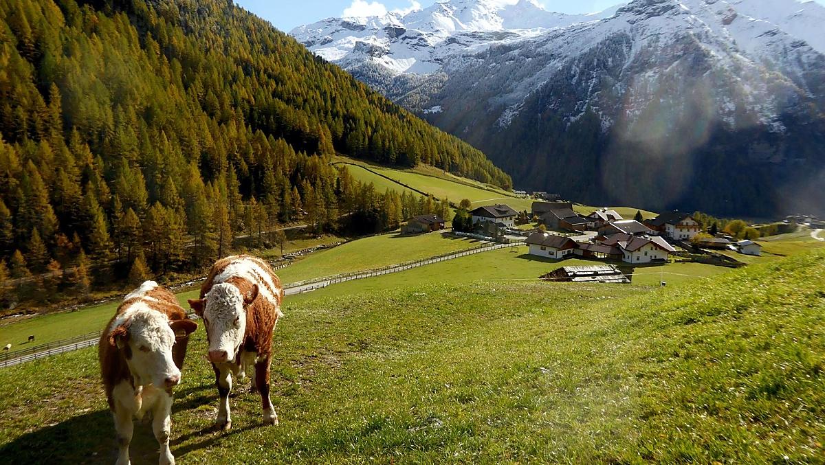 Le nostre mucche si godono le giornate autunnali al pascolo, circondate da uno scenario mozzafiato