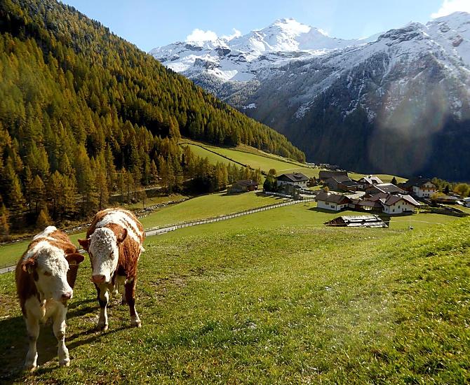 Le nostre mucche si godono le giornate autunnali al pascolo, circondate da uno scenario mozzafiato