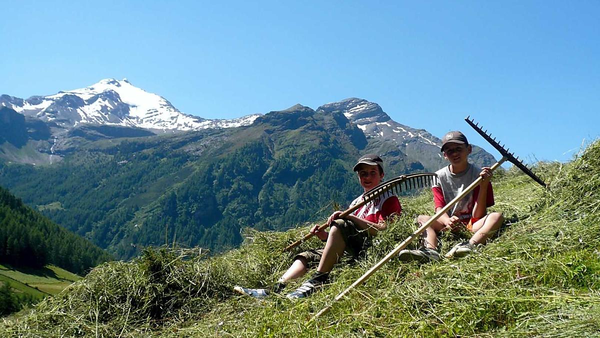 Tutti aiutano quando viene portato il fieno.