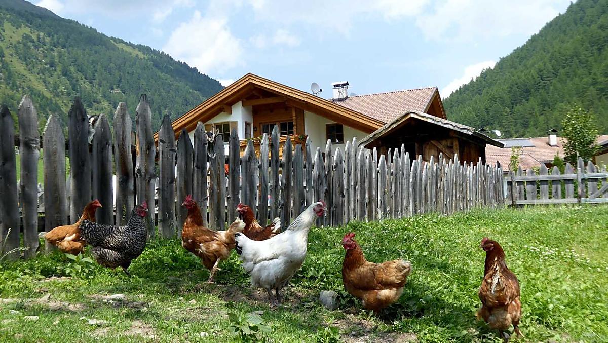 Un ampio spazio libero per le nostre galline nel giardino accanto al parco giochi