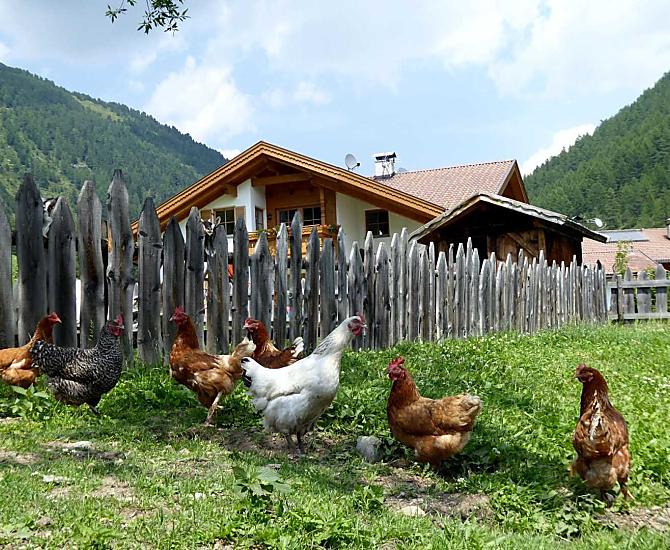 Un ampio spazio libero per le nostre galline nel giardino accanto al parco giochi