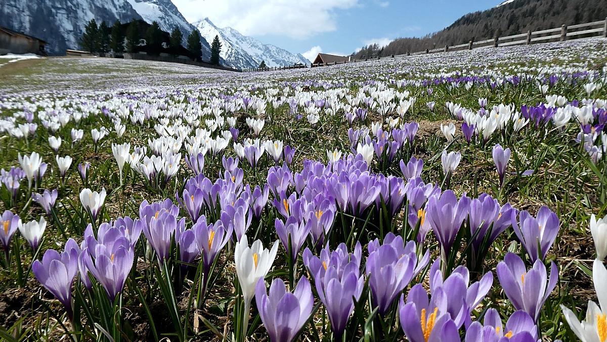 Vivete la magia della fioritura dei crochi intorno al nostro maso in aprile