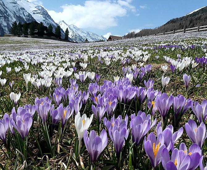 Vivete la magia della fioritura dei crochi intorno al nostro maso in aprile