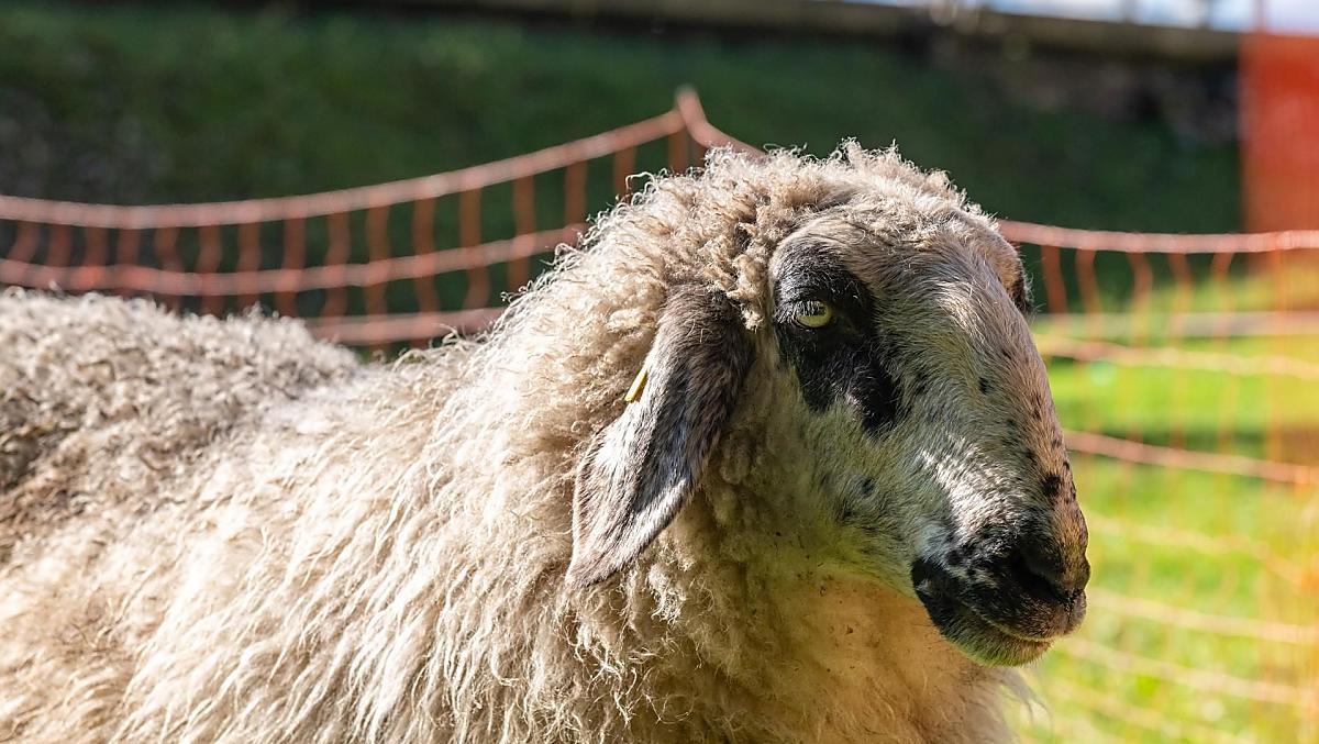 Le nostre pecore sono al pascolo tutto l'anno