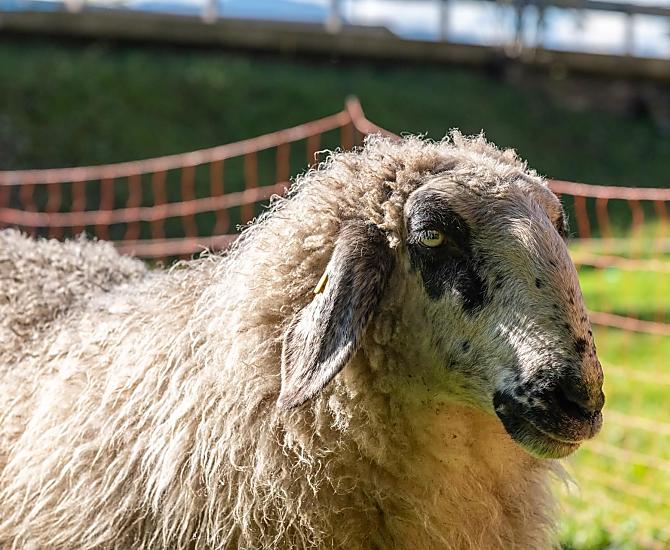 Le nostre pecore sono al pascolo tutto l'anno